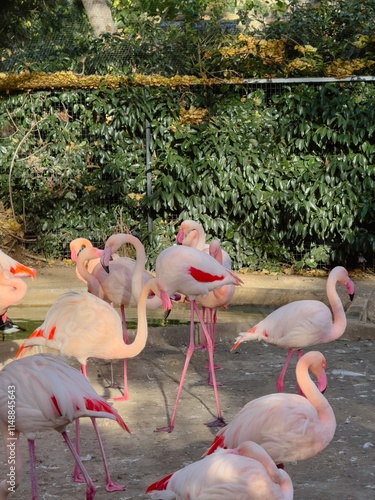 flamingos in zoo