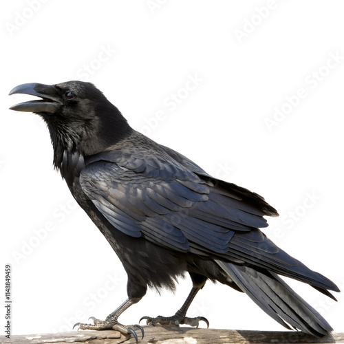 Close-Up of a Raven Perched on a Branch isolated on transparent background cutout, Png, photo