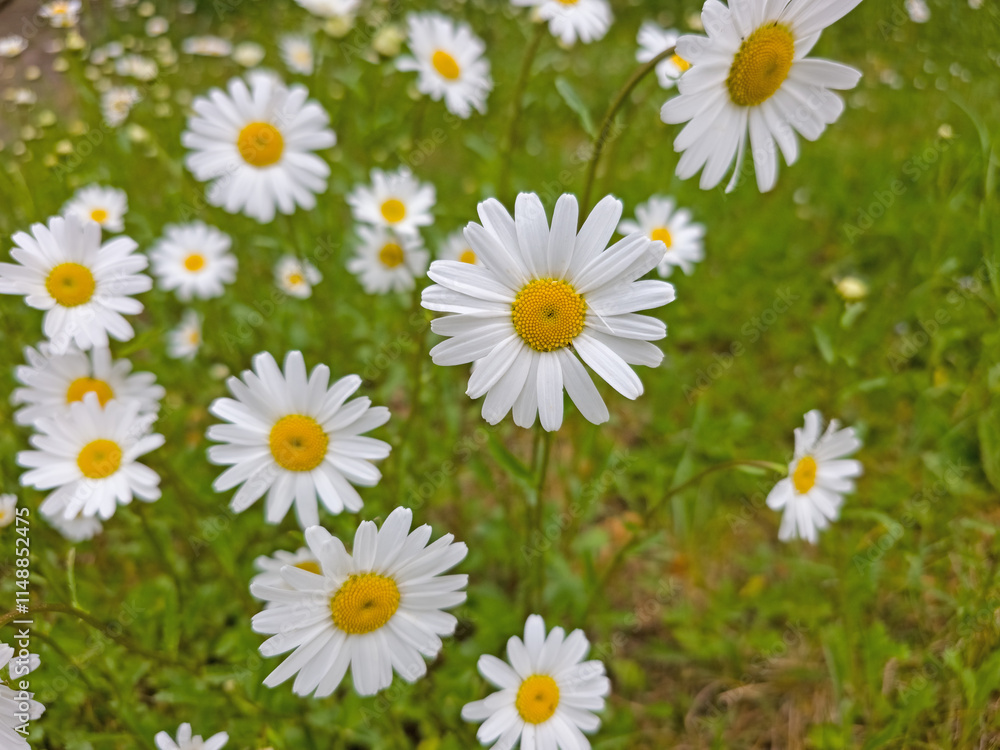 Blühende Margeriten, Leucanthemum, im Frühling Blühende Margeriten, Leucanthemum, im Frühling