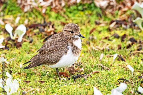 A Two-banded plover, Anarhynchus falklandicus, in non-breeding plummage close to a beach in the Falkland Islands.