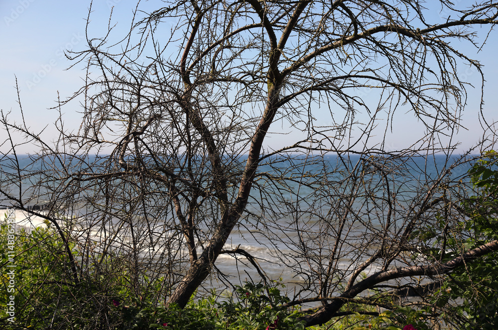 The leafless tree in front of a beach on the Baltic Sea, Ustronie Morskie, West Pomerania, Poland The leafless tree in front of a beach on the Baltic Sea, Ustronie Morskie, West Pomerania, Poland