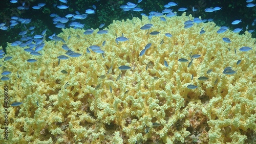 Vibrant yellow finger corals with blue chromis fish in synchronized formation photo