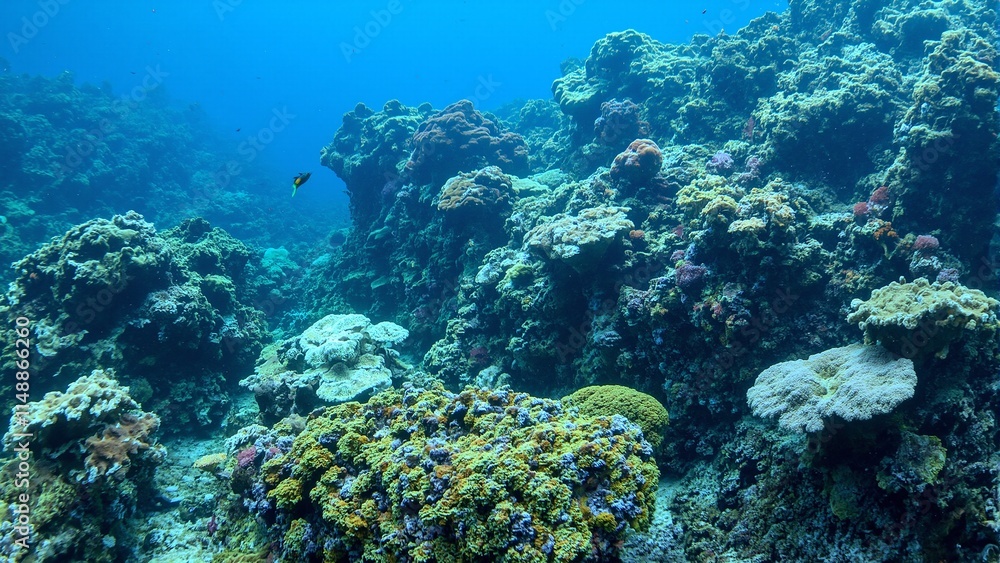 Vibrant coral reef with green bubble coral and rainbow wrasse swimming Vibrant coral reef with green bubble coral and rainbow wrasse swimming