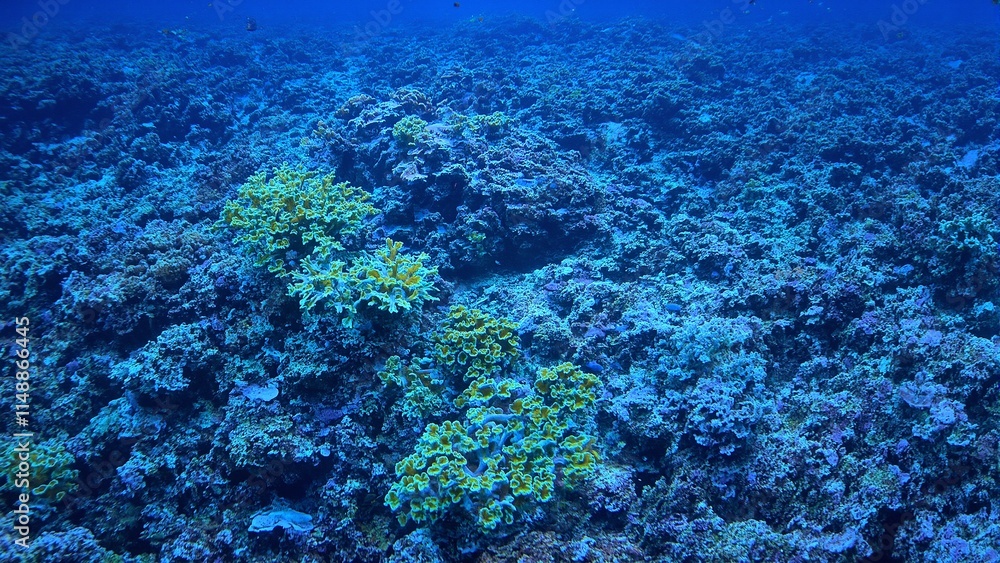Vibrant coral field with blue and yellow pipe corals adorned with darting fish Vibrant coral field with blue and yellow pipe corals adorned with darting fish