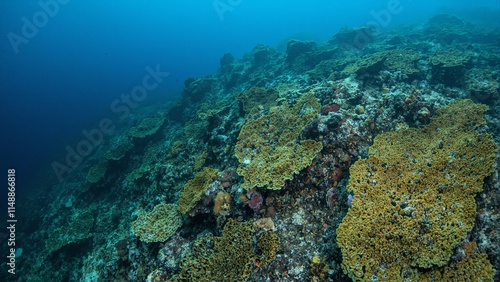 Golden plate coral adorns a dramatic underwater reef wall forming intricate layers in deep blue waters