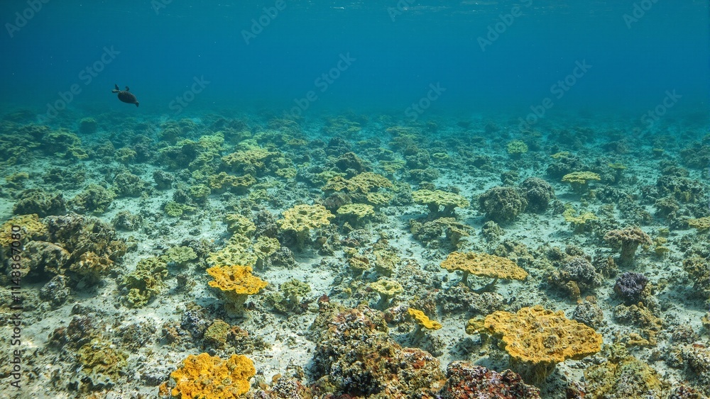 Fototapeta premium Colorful coral reef with yellow and green table coral featuring a serene sea turtle swimming in the background