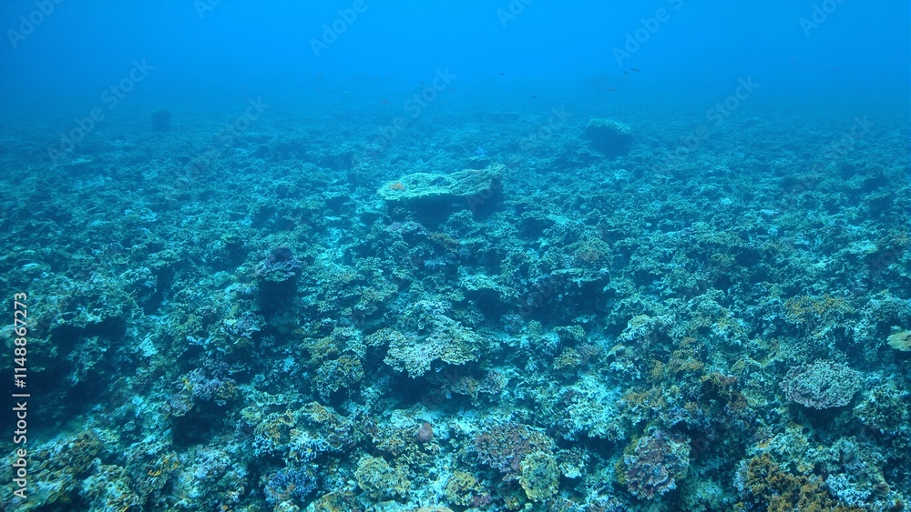 Vibrant reef fish swim through intricate blue and gray staghorn coral formations in a captivating underwater maze Vibrant reef fish swim through intricate blue and gray staghorn coral formations in a captivating underwater maze