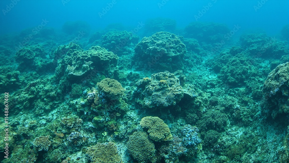 Vibrant green lettuce coral reef with intricate ruffled layers teeming with small fish Vibrant green lettuce coral reef with intricate ruffled layers teeming with small fish