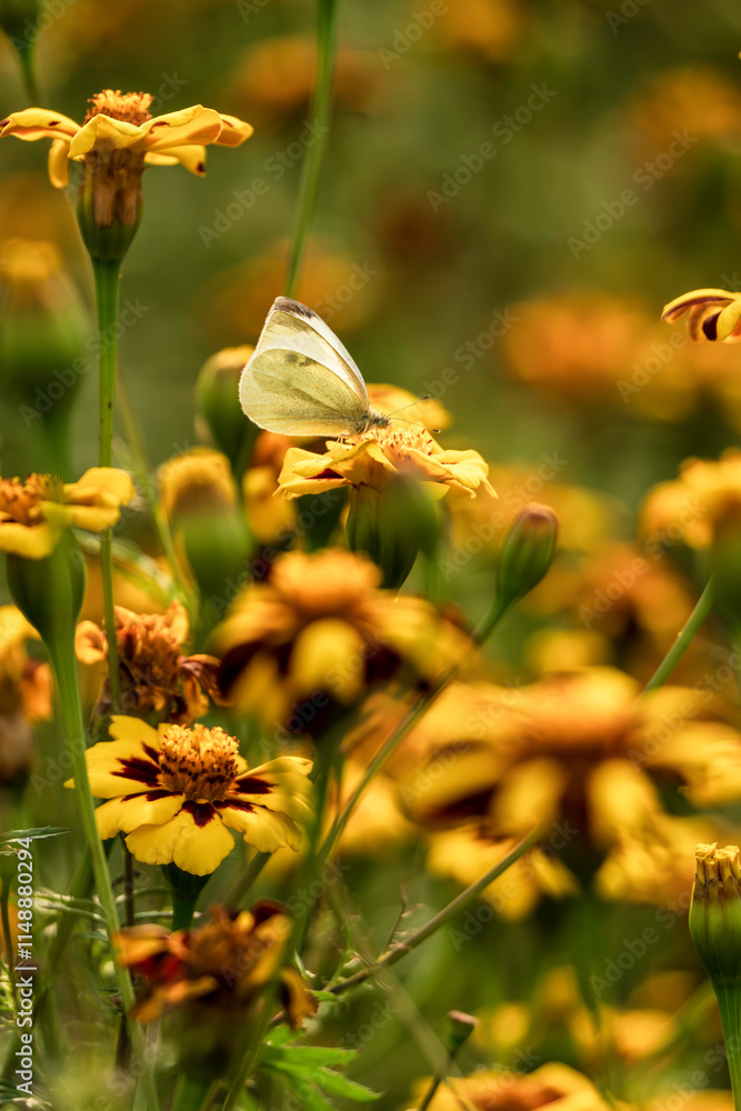 Cabbage White Butterfly on Vibrant Yellow Marigolds in Summer Garden Cabbage White Butterfly on Vibrant Yellow Marigolds in Summer Garden