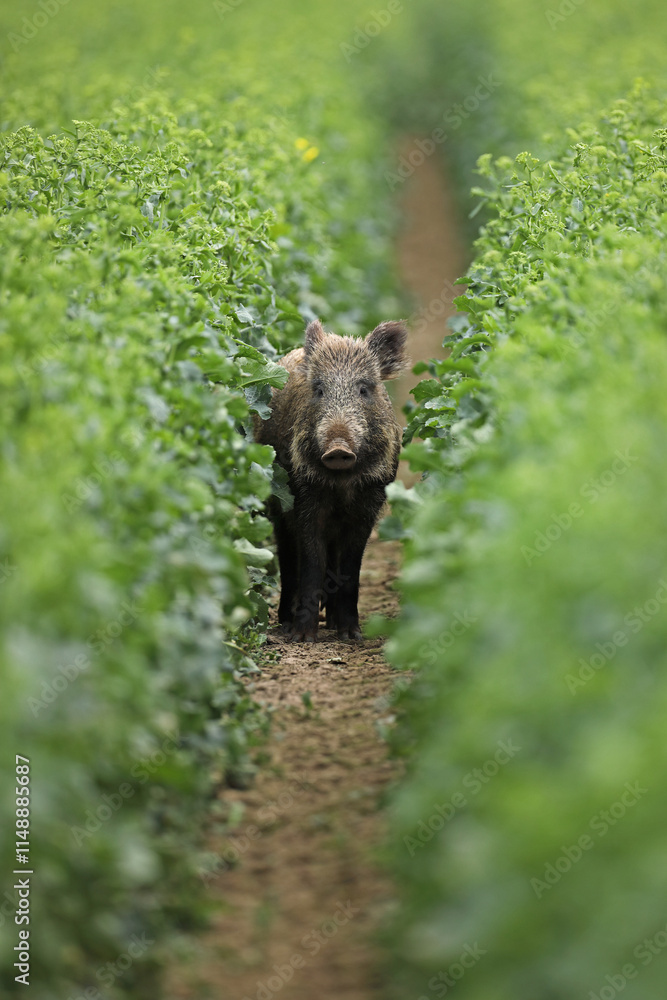 Dzik euroazjatycki, dzik, (Sus scrofa) Dzik euroazjatycki, dzik, (Sus scrofa)