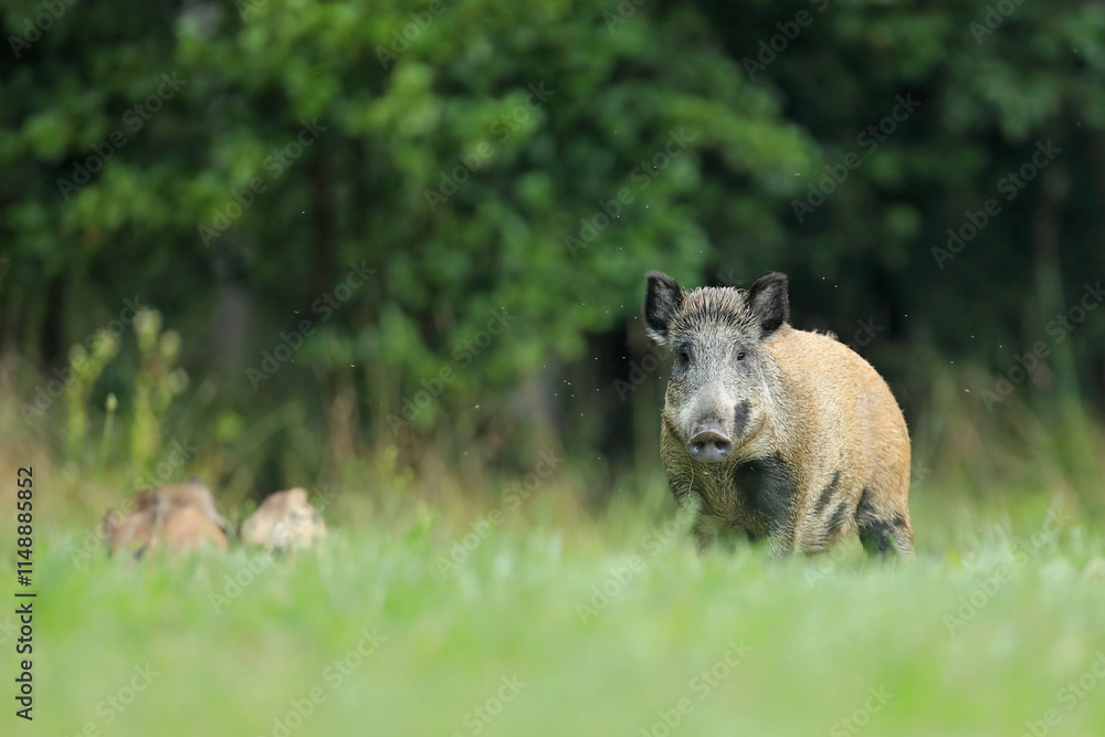 Fototapeta premium Dzik euroazjatycki, dzik, (Sus scrofa)