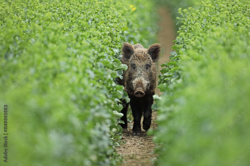 Dzik euroazjatycki, dzik, (Sus scrofa) Dzik euroazjatycki, dzik, (Sus scrofa)