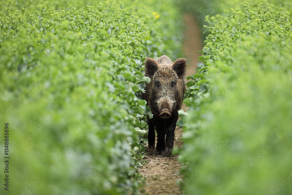 Dzik euroazjatycki, dzik, (Sus scrofa) Dzik euroazjatycki, dzik, (Sus scrofa)