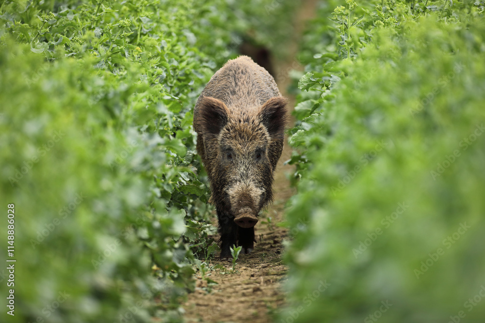 Dzik euroazjatycki, dzik, (Sus scrofa) Dzik euroazjatycki, dzik, (Sus scrofa)