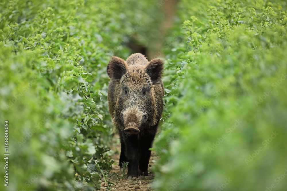 Dzik euroazjatycki, dzik, (Sus scrofa) Dzik euroazjatycki, dzik, (Sus scrofa)