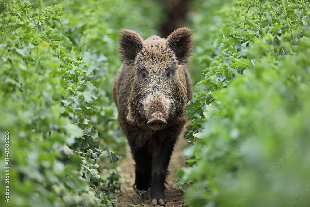 Dzik euroazjatycki, dzik, (Sus scrofa) Dzik euroazjatycki, dzik, (Sus scrofa)