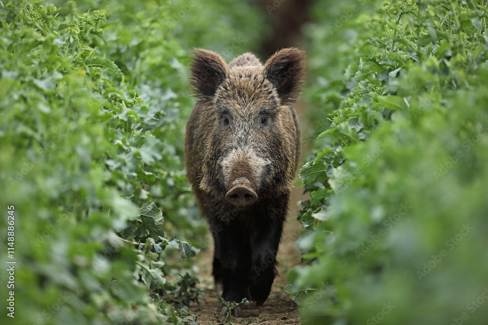 Dzik euroazjatycki, dzik, (Sus scrofa) Dzik euroazjatycki, dzik, (Sus scrofa)