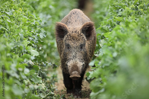 Dzik euroazjatycki, dzik, (Sus scrofa) photo