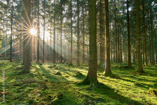 Warme Sonnenstrahlen im moosbewachsenen Fichtenwald, Sonnenstern, Aalen, Deutschland