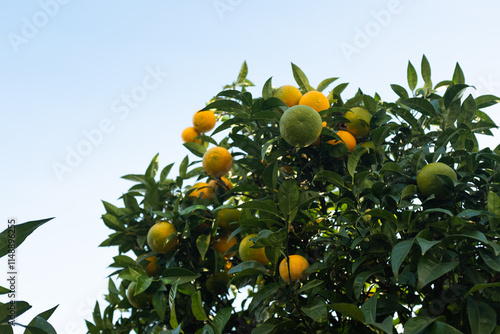 Orange Tree with Ripe and Unripe Fruit in Sunlit Garden. Natural beauty of citrus trees and is ideal for themes related to gardening, agriculture, fruit harvesting, and outdoor plants photo