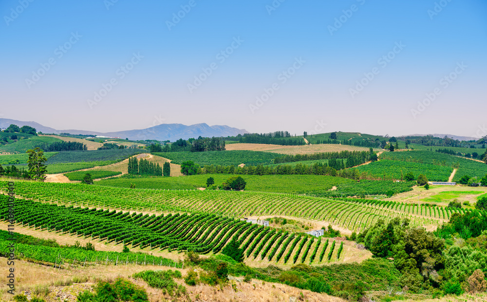 Scenic view of rolling hills and vine rows on a blue sky afternoon in the picturesque Elgin Valley, South Africa