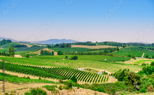 Obraz na płótnie Scenic view of rolling hills and vine rows on a blue sky afternoon in the picturesque Elgin Valley, South Africa w salonie
