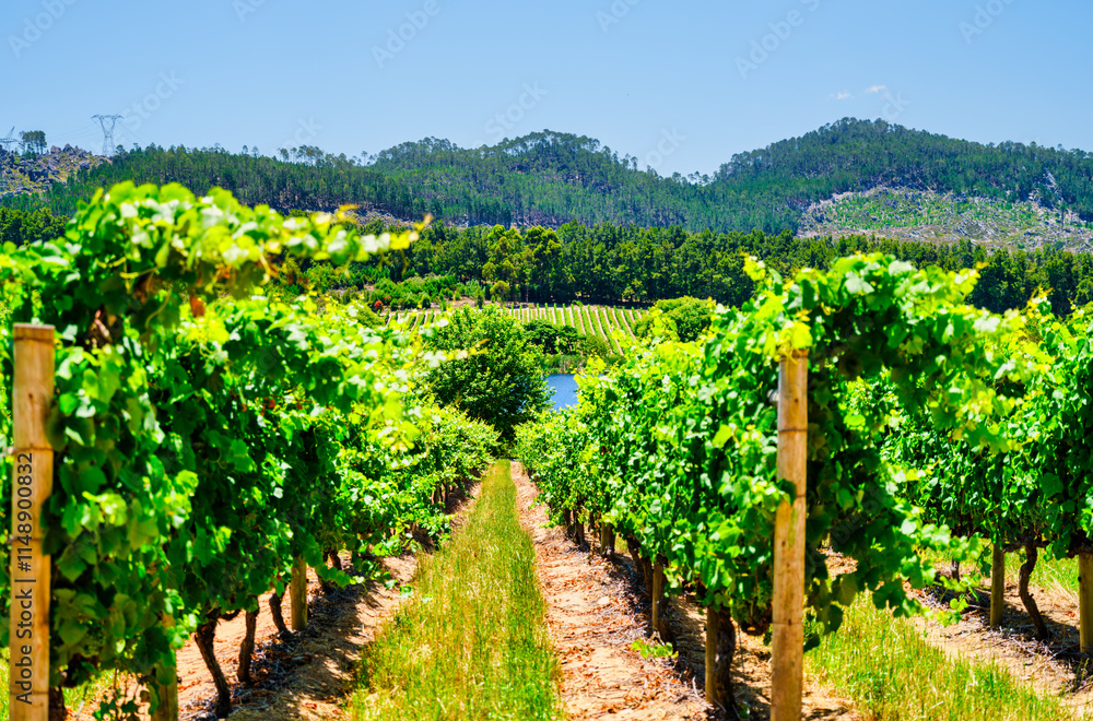 Scenic view of vine rows on hill slopes and the Palmiet River flowing through the gorge in Elgin Valley, South Africa