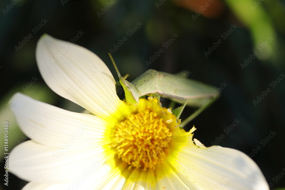 Obraz premium ガザニアの花びらを食べ尽くすオンブバッタ