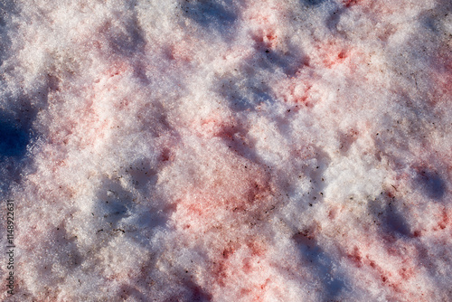 Wallpaper Mural Blood Snow: A Close-Up of Red-Tinted Snow in the Arctic Torontodigital.ca