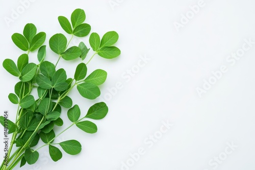 Garden harvested fresh fenugreek leaves for Indian cuisine on a white backdrop