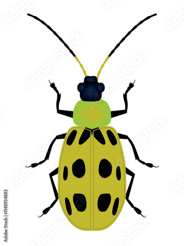 Spotted cucumber beetle (Diabrotica undecimpunctata) is a species of cucumber beetles, illustration, insect pest