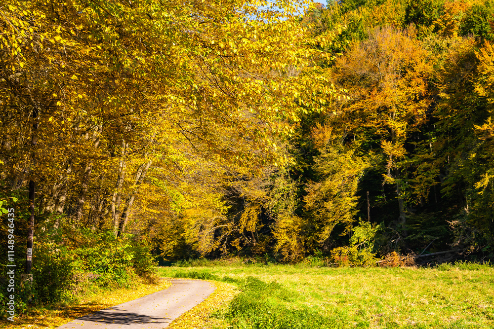 Road in valley with autumn fall colors of trees in Ojcow National Park, Poland