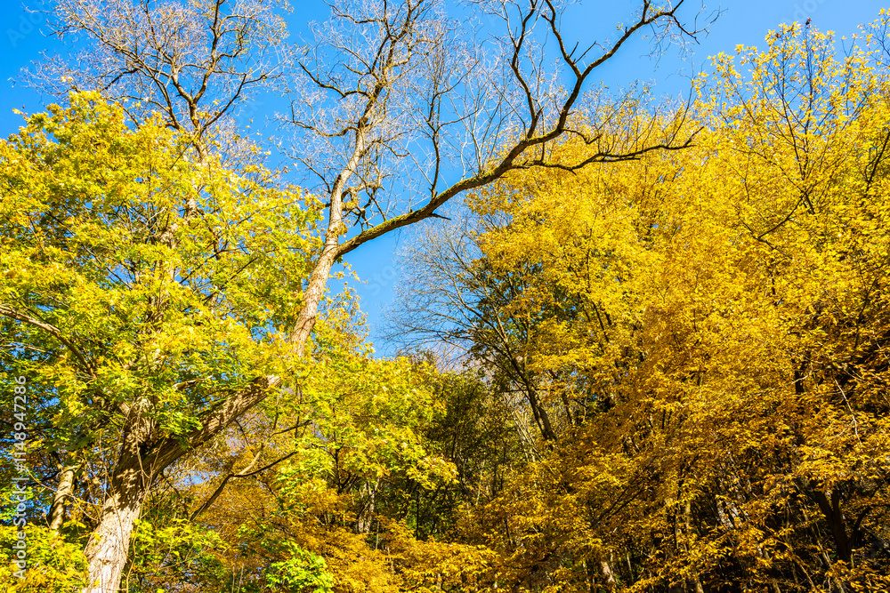 Colorful tree leaves in autumn fall landscape of Ojcow National Park, Poland