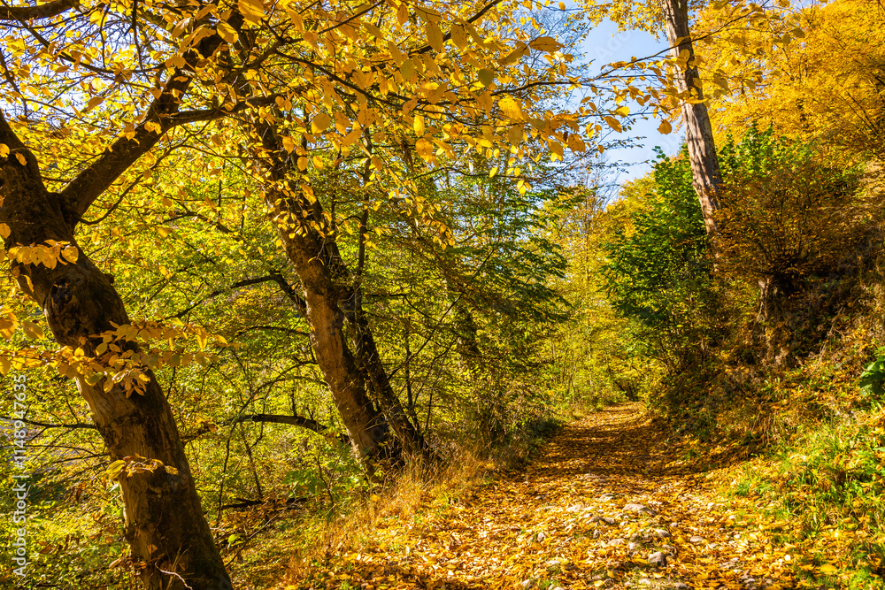 Forest path with colorful tree leaves in autumn fall landscape of Ojcow National Park, Poland