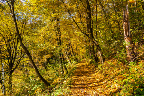 Obraz na płótnie Forest path with colorful tree leaves in autumn fall landscape of Ojcow National Park, Poland w salonie