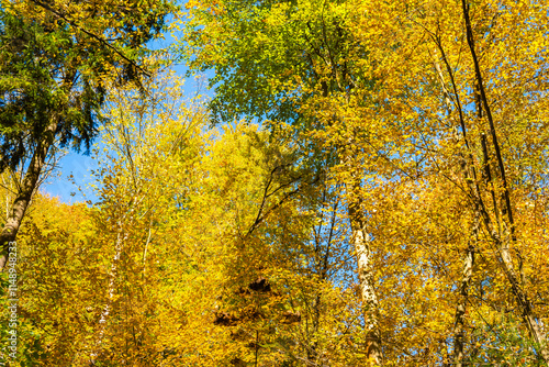 Colorful tree leaves in autumn fall landscape of Ojcow National Park, Poland