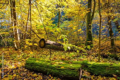 Tree trunks in autumn fall colors landscape of Ojcow National Park, Poland