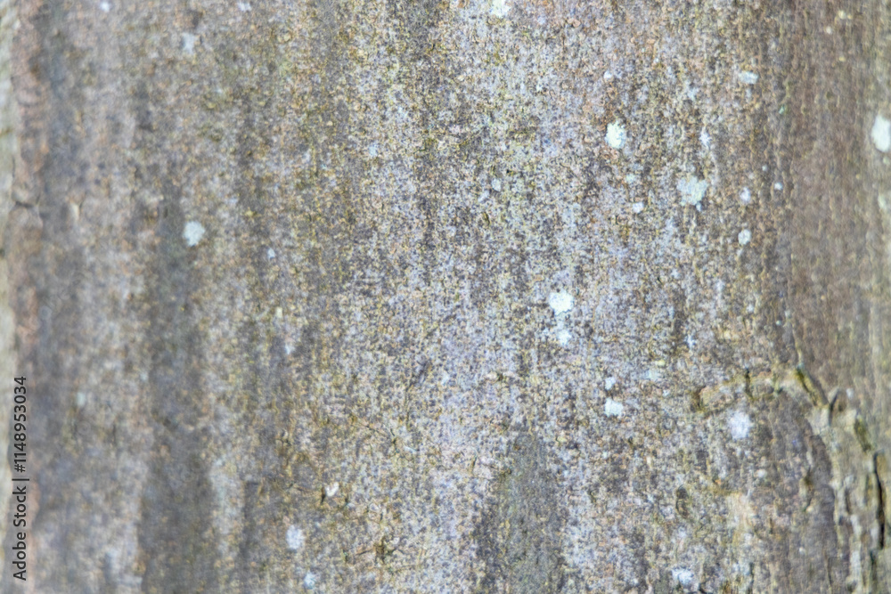 Fototapeta premium A closeup image showcasing the intricate textures and unique patterns found on tree bark