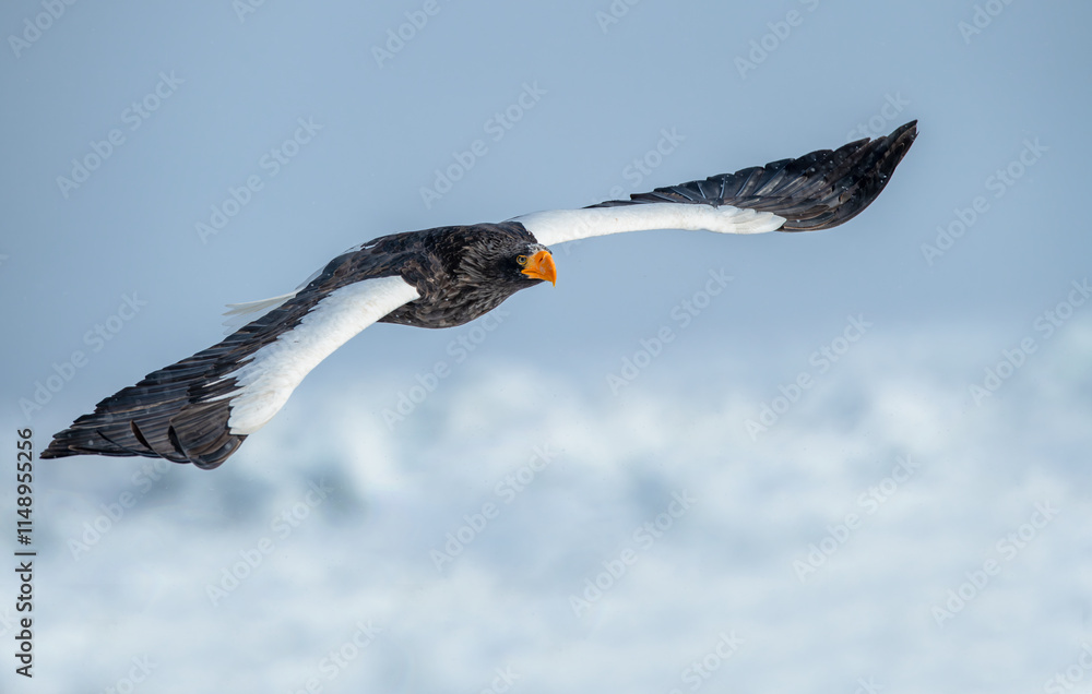 The Steller's sea eagle is a large sea eagle in the family Accipitridae. It is a robust eagle with dark brown plumage, white wings and tail, a yellow beak, and yellow talons.