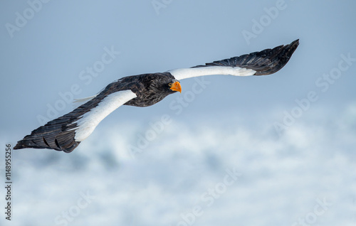 Obraz na płótnie The Steller's sea eagle is a large sea eagle in the family Accipitridae. It is a robust eagle with dark brown plumage, white wings and tail, a yellow beak, and yellow talons. w salonie