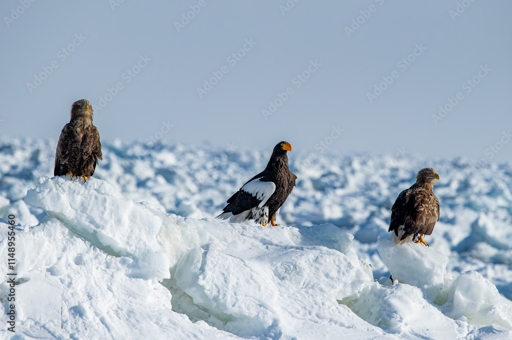 The Steller's sea eagle is a large sea eagle in the family Accipitridae. It is a robust eagle with dark brown plumage, white wings and tail, a yellow beak, and yellow talons.