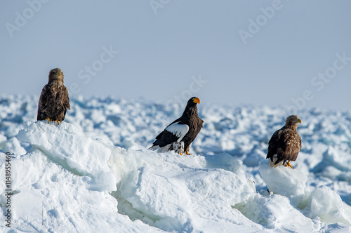 Obraz na płótnie The Steller's sea eagle is a large sea eagle in the family Accipitridae. It is a robust eagle with dark brown plumage, white wings and tail, a yellow beak, and yellow talons. w salonie