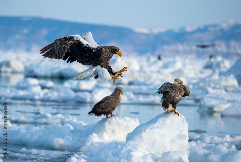 The Steller's sea eagle is a large sea eagle in the family Accipitridae. It is a robust eagle with dark brown plumage, white wings and tail, a yellow beak, and yellow talons.