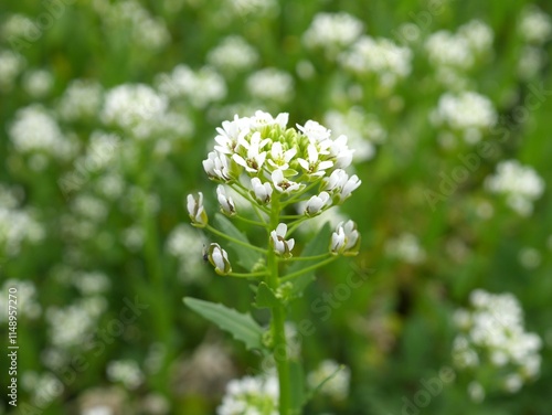 Fényképezés Closeup of hoary cress, whitetop flowers, Boulder, Colorado