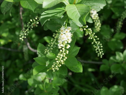 Closeup of wild chokecherry flowers beginning to bloom, Colorado