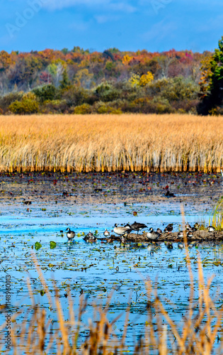 Canada Geese and ducks s on a wet marsh with yellow reeds and fall colored trees on a fall morning. photo