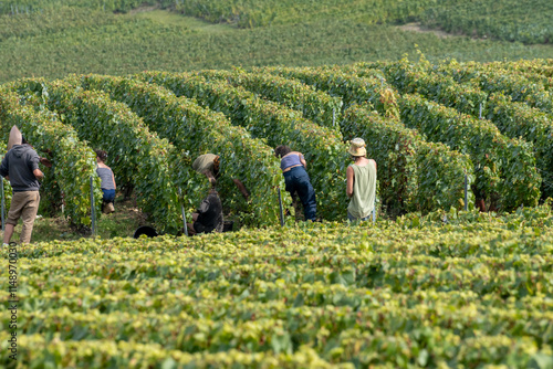 Seasonal workers harvesting ripe chardonnay wine grapes on Cote des Blancs, harvest on green grand cru vineyards near Oger and Mesnil-sur-Oger,  Champagne, France photo