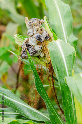 corn cob infected by the corn bunt fungus, ustilago maydis photo