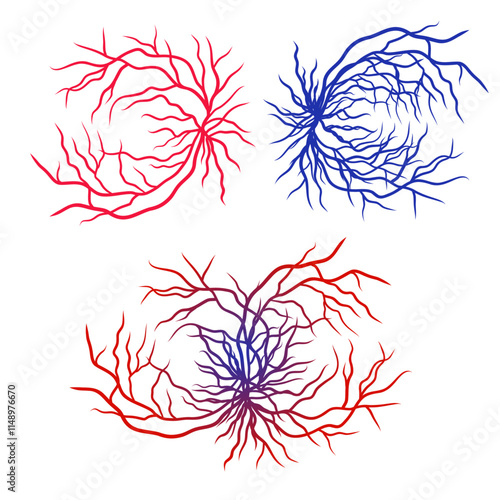 Human blood veins and arteries capillaries bloodstream