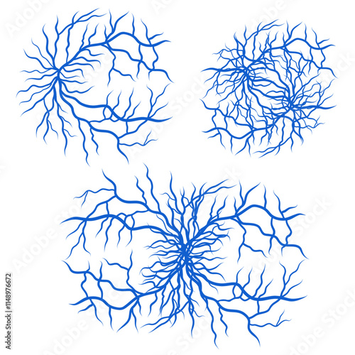Human blood veins and arteries capillaries bloodstream